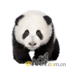 Photoshop设计手绘板上面走动的熊猫场景,PS教程,16xx8.com教程网