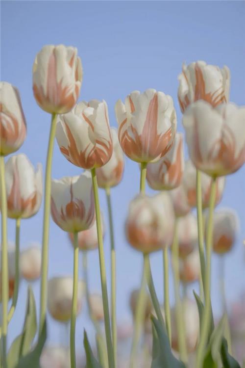 PS植物调色实例：给漂亮的郁金香照片调出温柔唯美的效果